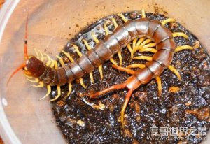 亚洲最大的蜈蚣，越南巨人蜈蚣(长达30cm/有剧毒)
