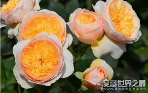 最贵的朱丽叶花坛多少钱，价值300万英镑(观赏性极高的珍惜植