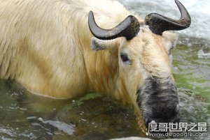 六不像是什么动物，我国独有的神兽扭角羚(几乎见不到)