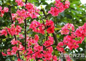 红瘦是什么花，是指红颜色的花(绿肥红瘦成语出自李清照的诗)
