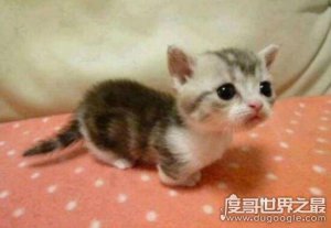短腿猫就是曼赤肯猫，猫界小柯基/腿短但更灵活