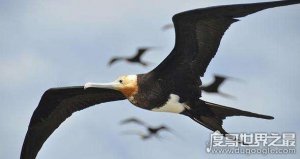 飞的最快的鸟，418公里/小时的军舰鸟比高铁还快