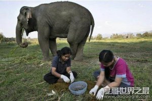 十大世界上最贵的咖啡排名，象屎咖啡最贵(550美元/磅)