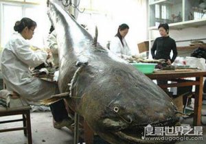世界十大最凶猛淡水鱼排行榜，亚马逊鲇鱼排第一(超凶猛)