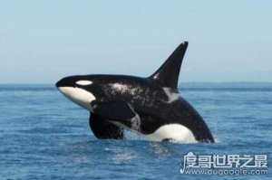 世界上最恐怖的鲸鱼，海洋霸主虎鲸(长相很萌但超凶残)