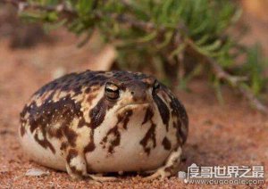 世界上最萌的青蛙，沙漠雨蛙圆滚滚的超可爱(也称馒头蛙)