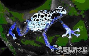 钴蓝箭毒蛙，1克毒就可消灭1.5万只老鼠
