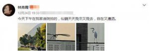 林青霞香港豪宅在哪里在什么地方？林青霞香港豪宅排名咋样