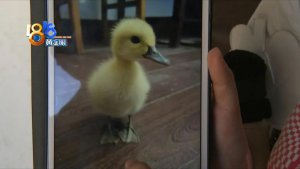 鸭子被鱼吓到，独自坐电梯回家