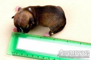 世界上最小的狗，腊肠犬身长仅10cm(体型还没有手机大)
