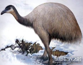 世界上最高的鸟，恐鸟(身高3米但却不会飞/早已灭绝)
