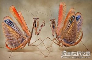 世界上最稀有的螳螂，雌雄魔花螳螂残忍谋杀亲夫