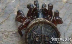 世界上最稀有的蜘蛛，目前只发现14只（里氏盘腹蛛）