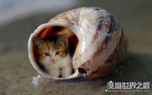 世界上最小的猫皮堡斯，小到能装进茶杯（体重只有0.3磅）