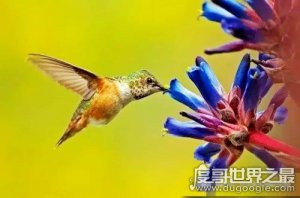 世界上最小的鸟是什么鸟，吸蜜蜂鸟(鸟蛋和豌豆差不多)