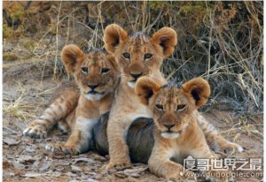 世界上最小的狮子，索马里狮出生时仅0.5千克(成年雄狮不足2米