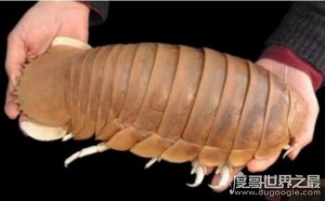 ​世界上最古老的生物，巨型木虱(1.6亿年至今没发生变化)