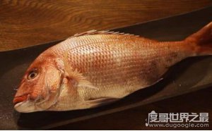 ​世界上最贵的刺身鱼排名，盘点世界顶级名贵的生鱼片