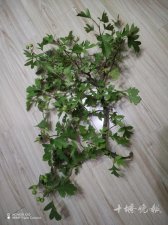 ​又是高空坠物！这次掉下的是锄头，正好砸中它