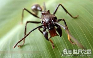 世界十大毒蚂蚁，世界上最毒蚂蚁排名(子弹蚁毒性最强)