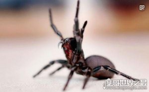 世界十大毒王，最毒章鱼(蓝环章鱼)毒素至今无药可医