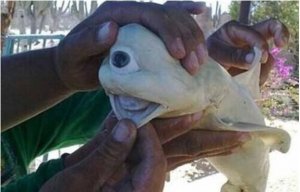 世界十大诡异生物，独眼鲨鱼最独特(仅一只眼的畸形鲨鱼)