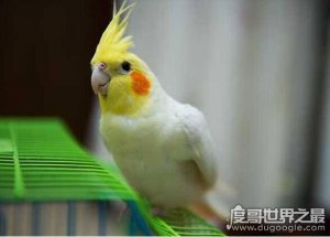 玄凤鹦鹉多少钱一只，普通的不超过150元(贵的上千元)