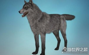 ​世界上现存最大的狼，体长可达1.8米（不列颠哥伦比亚狼）