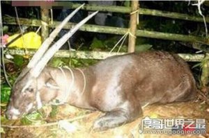 ​世界上有人拍到麒麟的照片，实际上是罕见的双脚中南大羚