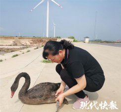 ​村民水稻田抱回一只黑色“大鹅”，专家：濒危物种