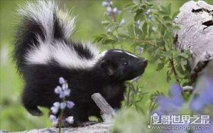 ​世界上最臭的动物十大排名，榜首荣获“最臭动物”冠军（臭鼬）