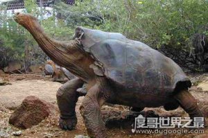​世界上最大的乌龟排名，加拉帕戈斯象龟(身高1.5米/体重800斤)