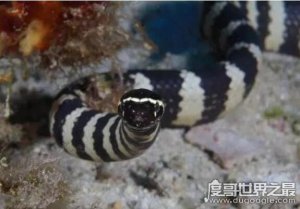 ​关于蛇的世界之最盘点，地球上最毒的蛇乃贝氏海蛇(毒性强且稳定)