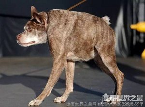 ​世界上最丑陋的9只狗，获得过最丑狗狗大赛冠军的9只狗