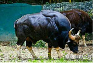 ​世界上体型最大的牛，印度野牛体重可达1500公斤(体长可达3.3米)