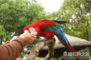 ​世界上体型最大的鹦鹉，体长1米的金刚鹦鹉练就百毒不侵神功