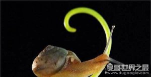 ​世界上牙齿最多的动物，蜗牛(牙齿全在舌头上共有26000多颗)