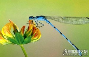 ​世界上眼睛最多的动物，蜻蜓(每只复眼有28万个眼晶体)