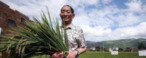 ​袁隆平的主要事迹简介 是中外最美粮农科学家