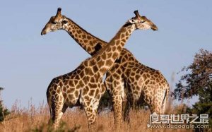 ​世界上腿最长的动物是什么，腿和脖子均最长（长颈鹿）