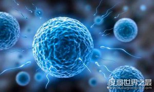 ​人体最大的细胞，卵细胞(直径约为0.1毫米/女性体内有数百万个)
