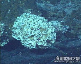 ​生存在海底1万米下的生物，巨型阿米巴虫(单个细胞直径超过10CM)