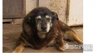 ​世界最老寿命最长的狗狗辞世，活了30年的它相当于人类133岁高龄