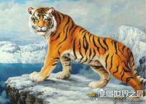 ​世界十大禁养名猫盘点，老虎排第一狮子排第二(白送你都不敢养)
