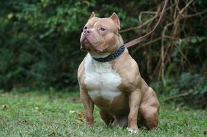​世界十大禁养名犬，只能观赏不能饲养（勿问勿近）