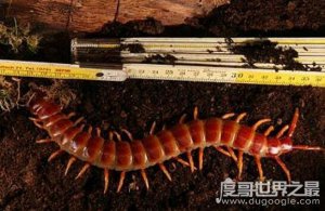 ​世界十大巨型蜈蚣，加拉帕戈斯巨人蜈蚣(60厘米长)