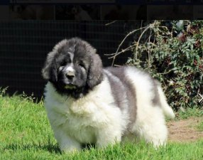 ​世界十大巨型犬，十种超大犬种（体型健硕）