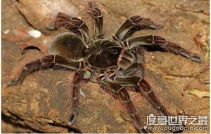 ​世界十大巨型蜘蛛盘点，亚马逊巨人食鸟蛛最长可达30厘米