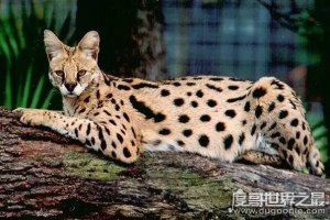 ​世界十大最贵的猫咪，阿什拉猫排第一售价61万(波斯猫仅第五)