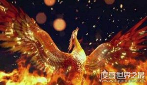​世界上最后五只凤凰并不存在，世界上长得最像凤凰的5只鸟